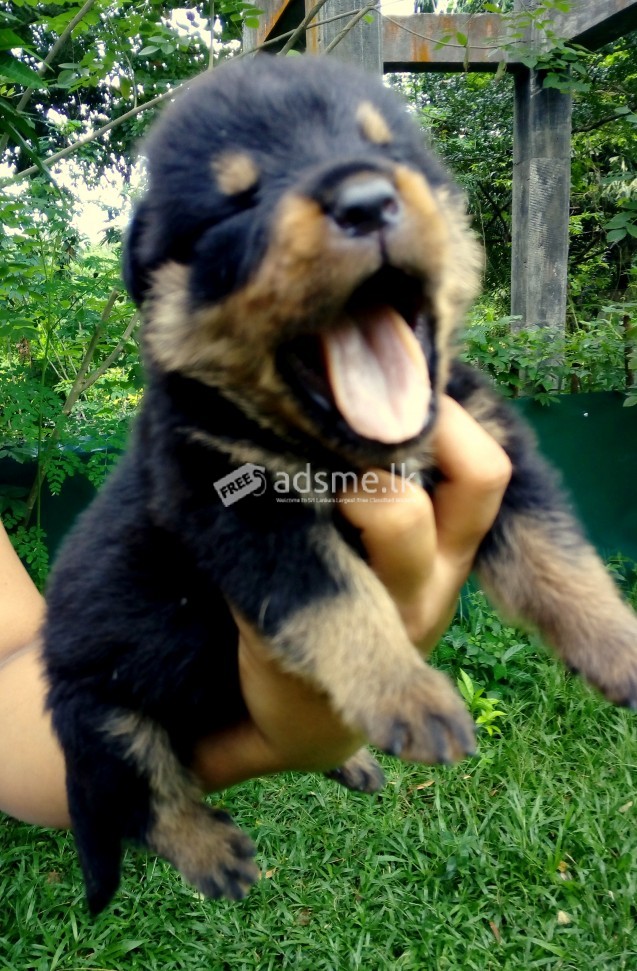 PUPPIES FOR ROTTWEILER LOVERS