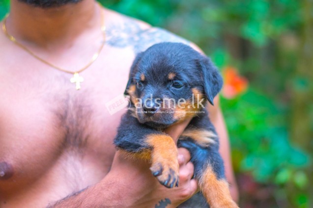 Quality Rottweiler Puppies – CKC Registration