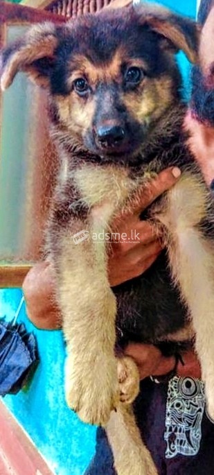 German Sheperd Long Coat Puppy for sale
