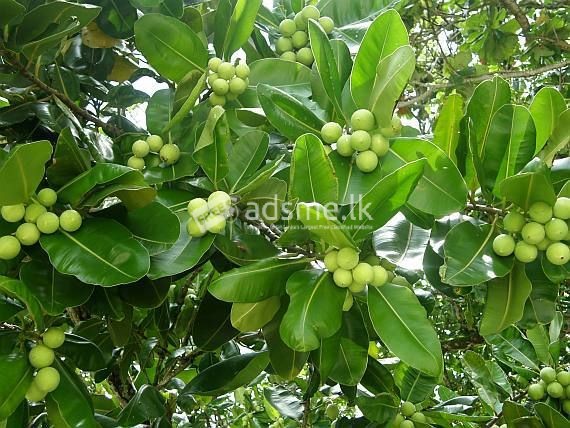 ලූනූ මිදෙල්ල ගසක් හා කොට්ටම්බා ගසක් හෝ දොඹ ගසක් අවශ්‍ය වී ඇත