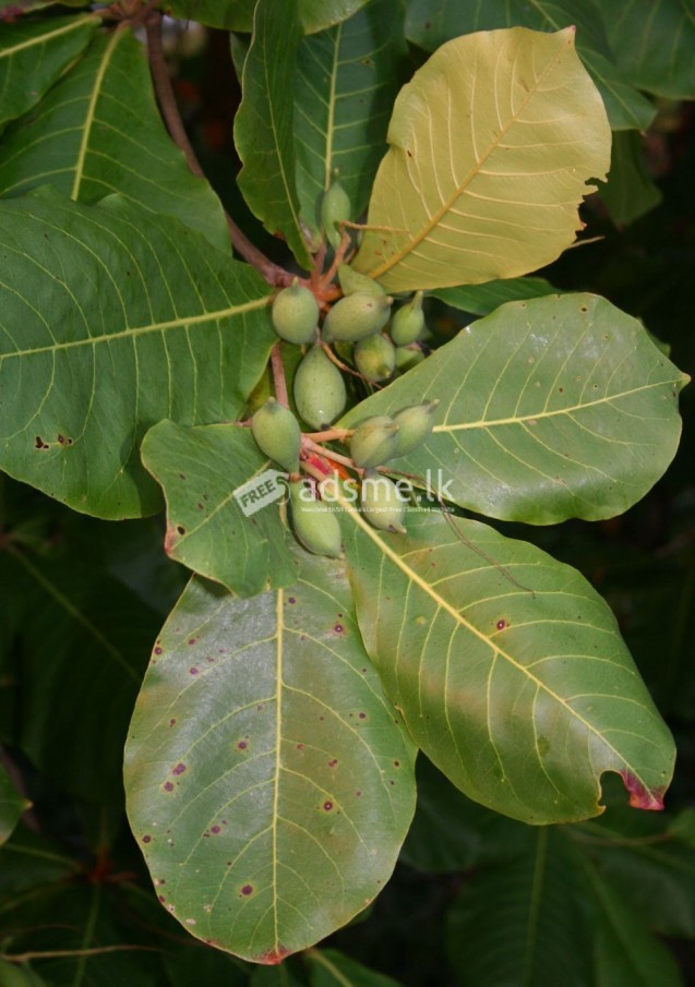 ලූනූ මිදෙල්ල ගසක් හා කොට්ටම්බා ගසක් හෝ දොඹ ගසක් අවශ්‍ය වී ඇත
