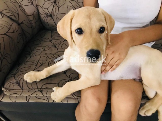 Labrador puppy
