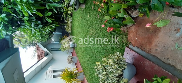 original malaysian mini grass carpet