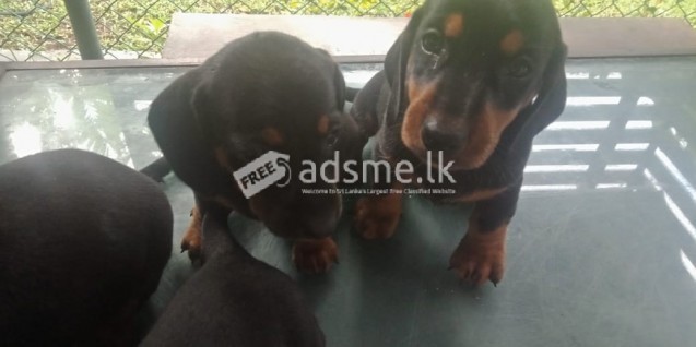 Dachshund Dog