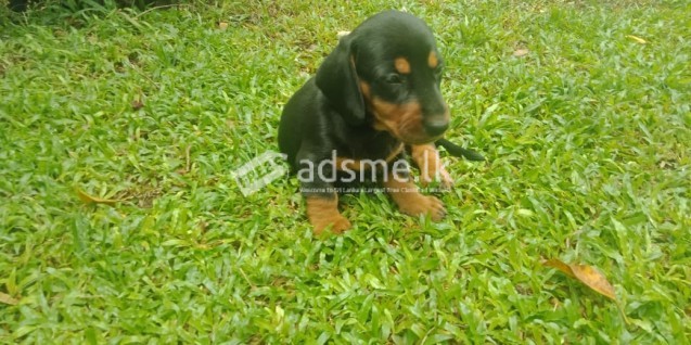 Dachshund Dog