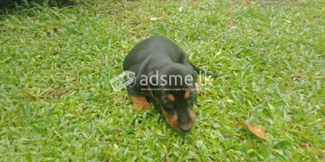 Dachshund Dog