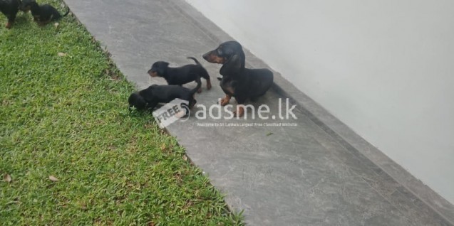 Dachshund Dog