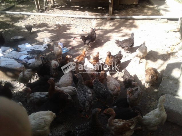Country chiks