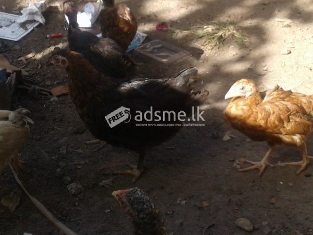 Country chiks