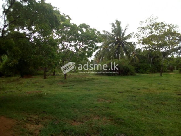 Land for sale immediately in ridiyagama