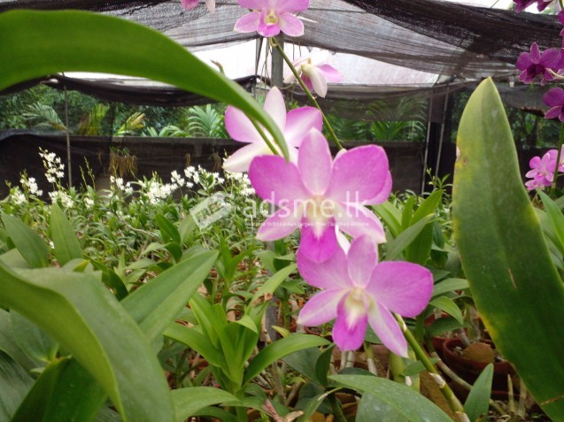 Orchid Plants For Sale