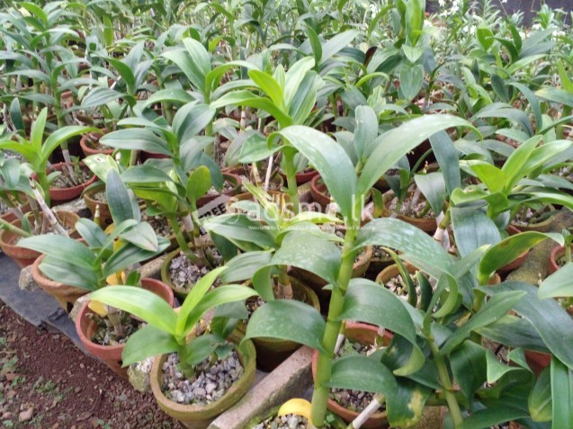 Orchid Plants For Sale