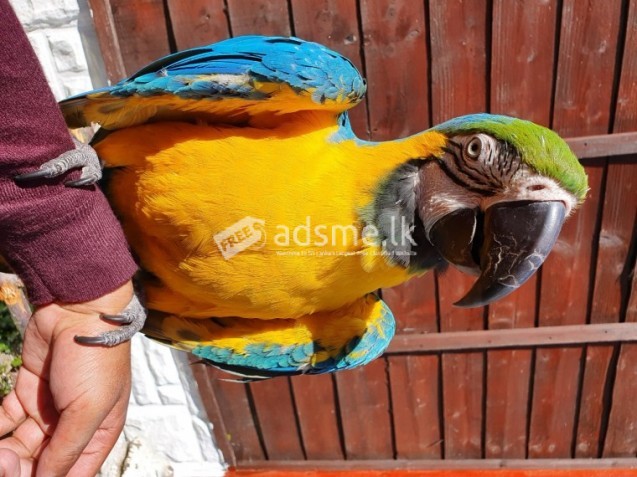 Macaw Parrots