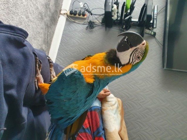 Macaw Parrots