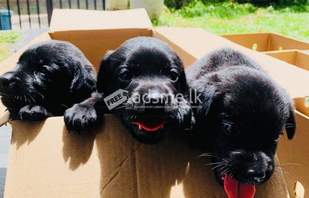 Labrador