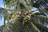 Kuliyapitiya land for sale