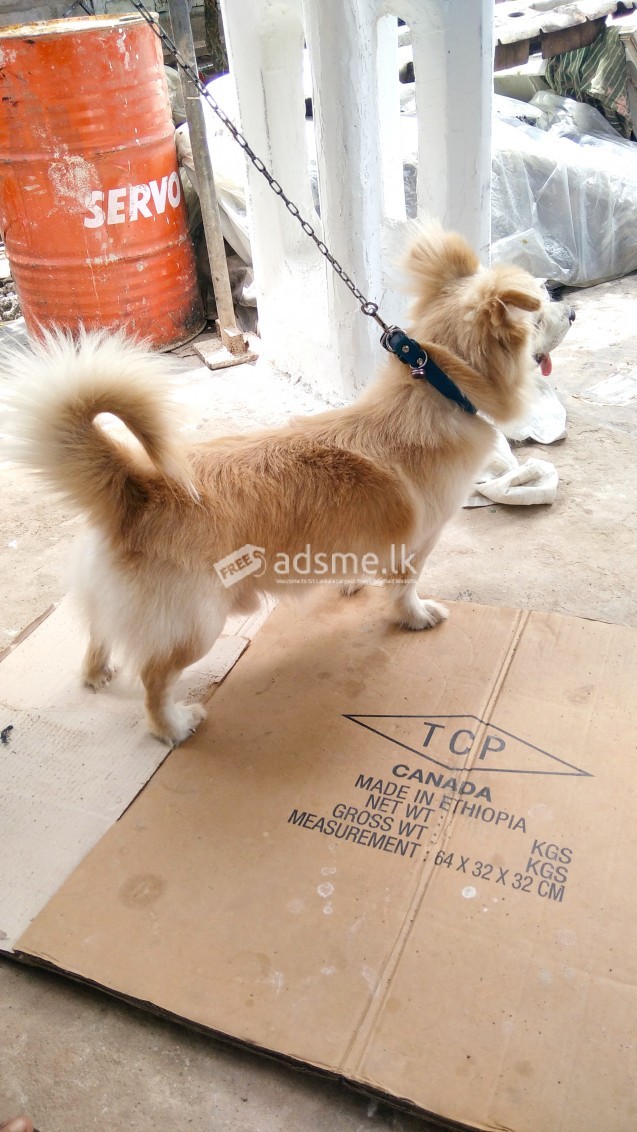 Dog for sale and crossing