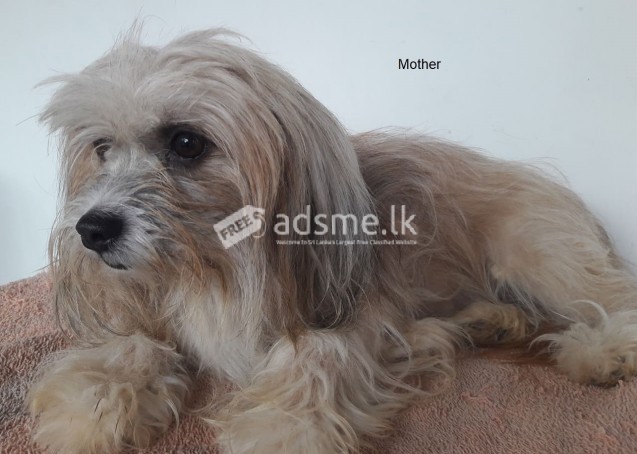 Shih Tzu Puppies