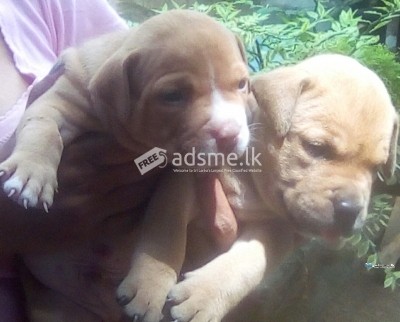 American Pitbull XL Puppies