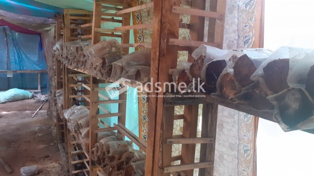 බිම්මල් පැකට් 5000ක් පමණ ගබඩා කළ හැකි ලී රාක්ක