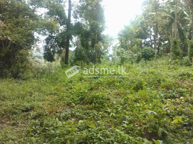 Land for sale hadeniya