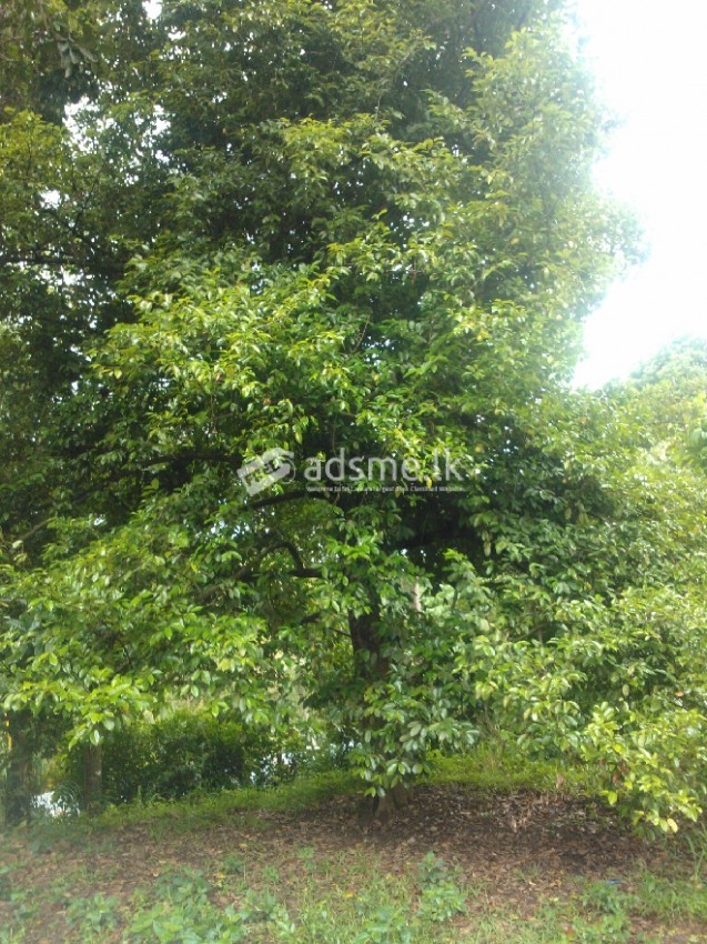 Land for sale hadeniya