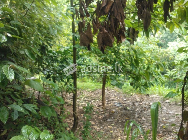 Land for sale hadeniya