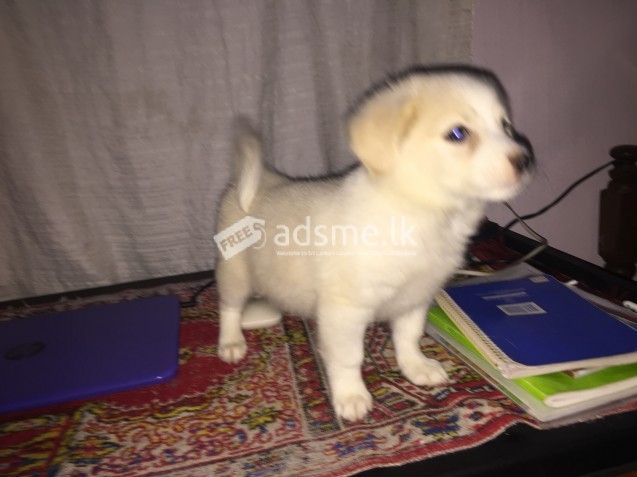 Pomeranian female puppy looking for a home