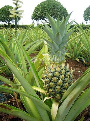 Healthy pineapple plants for sale ☺️☺️