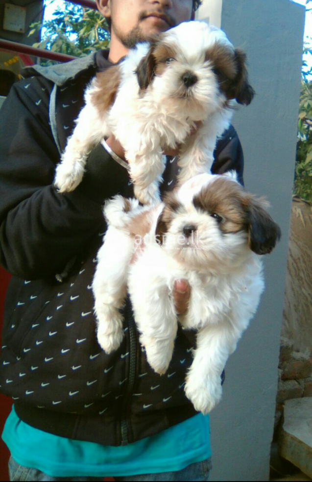 Cute and Adorable shih tzu puppies available for sale
