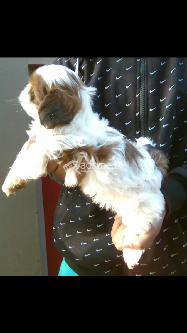 Cute and Adorable shih tzu puppies available for sale