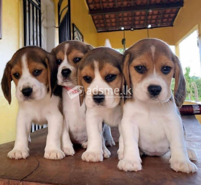 Cute and Adorable Beagle puppies available for sale