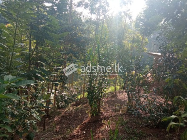 Land For Sale In Diyathalawa