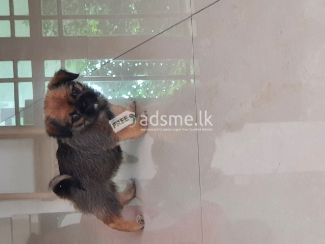 Pugzu puppies for sale!