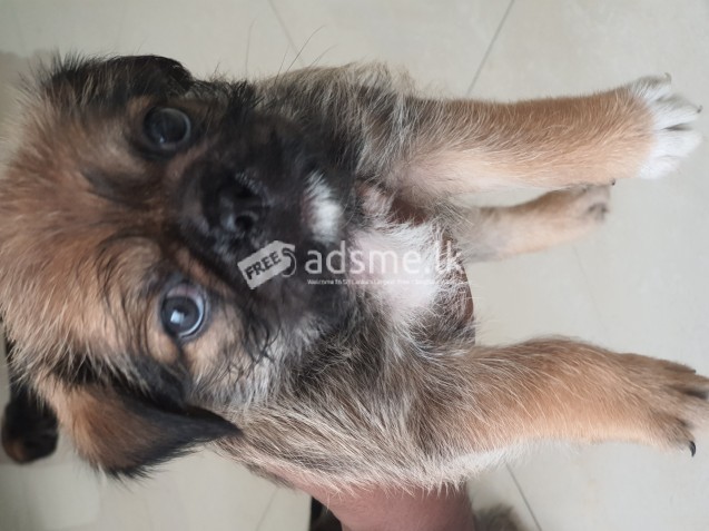 Pugzu puppies for sale!