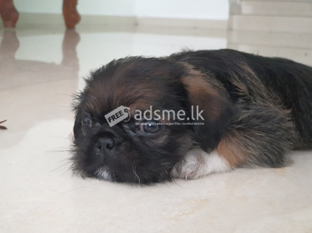 Pugzu puppies for sale!