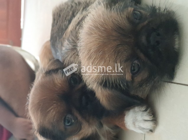 Pugzu puppies for sale!