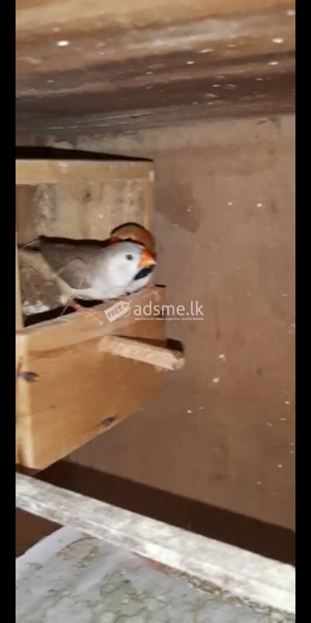 Finches