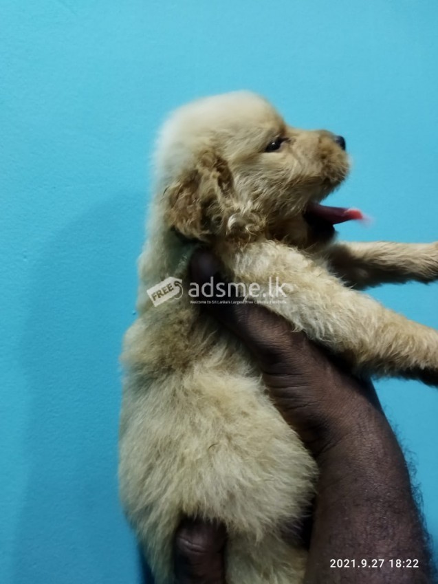 Golden retriever