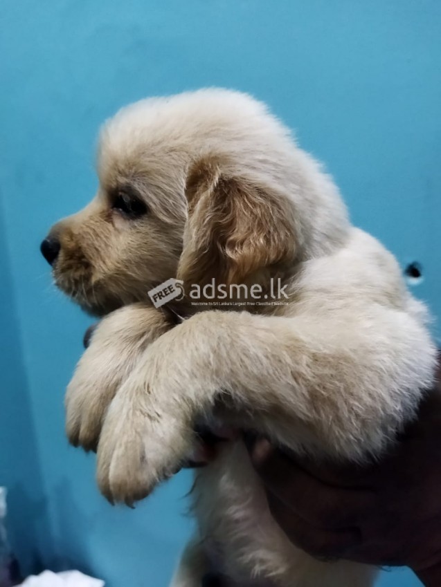Golden retriever