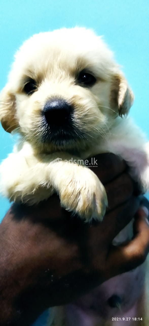 Golden retriever