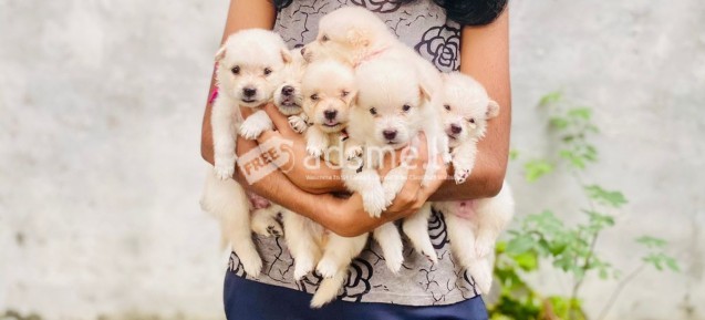 Pomeranian Puppies