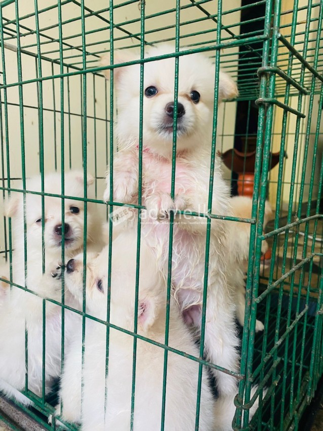 Pomeranian Puppies