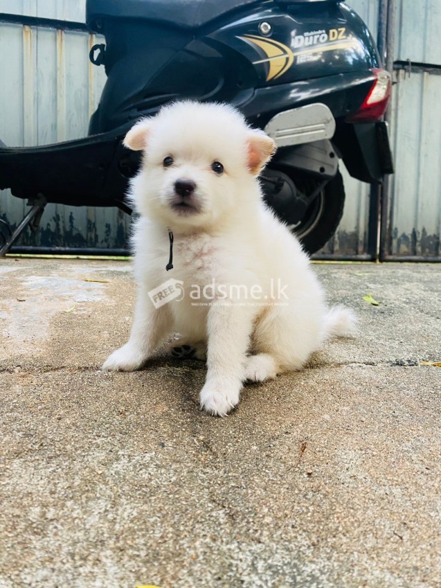 Pomeranian Puppies