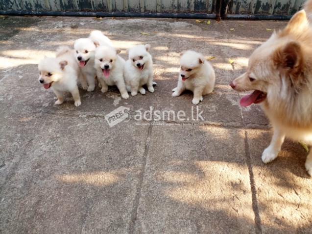 Pomeranian Puppies