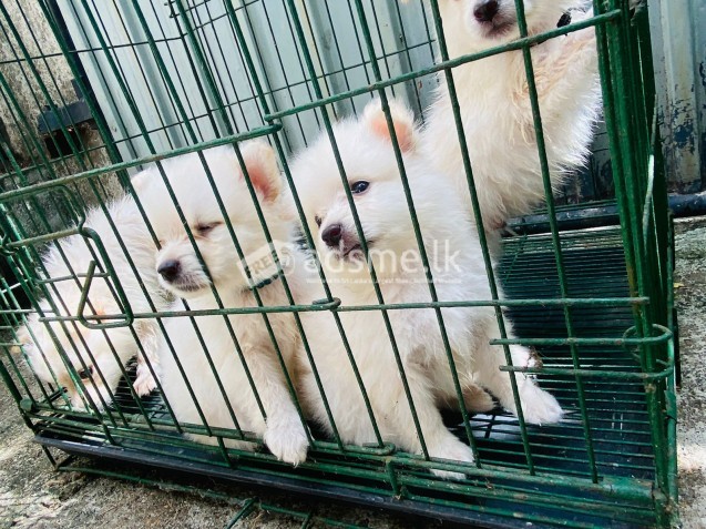 Pomeranian Puppies