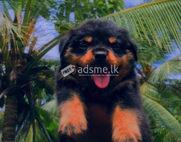 Rotweiler puppies for sale