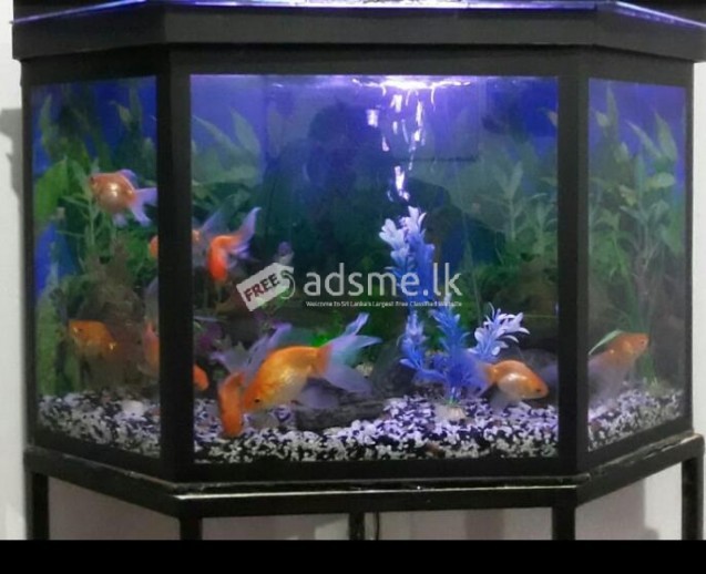 FISH TANK with COMPLETE SET