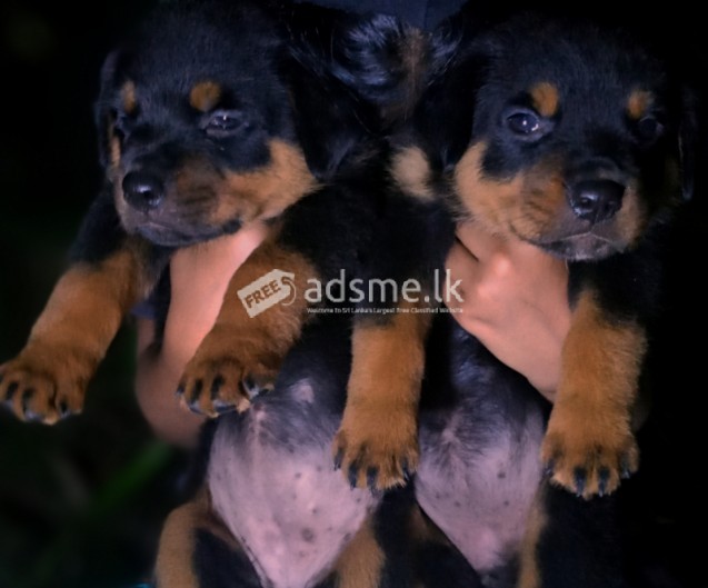 Rottweiler puppies
