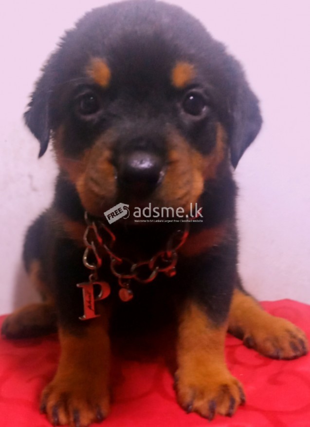 Rottweiler puppies